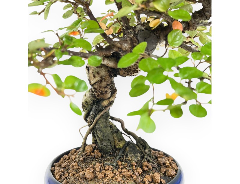 Cotoneaster Horizontalis - Cotognastro - 24 cm