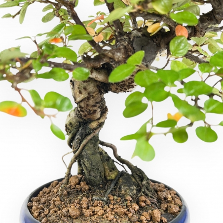 Cotoneaster Horizontalis - Cotognastro - 24 cm