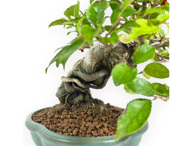 Ilex Serrata - acebo - 24 cm 2