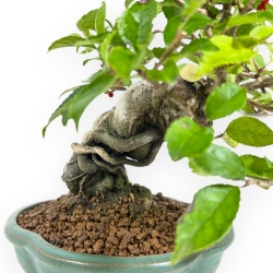Ilex Serrata - Stechpalmen - 24 cm
