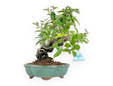 Ilex Serrata - Stechpalmen - 24 cm