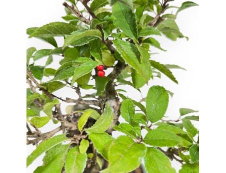 Ilex Serrata - Agrifoglio - 24 cm