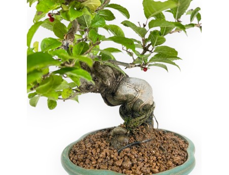 Ilex Serrata - Stechpalmen - 24 cm