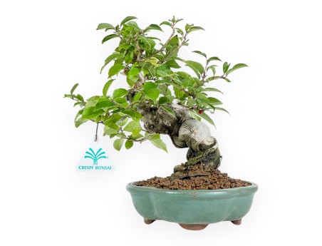 Ilex Serrata - Agrifoglio - 24 cm