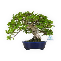 Carpinus - Carpino - 24 cm