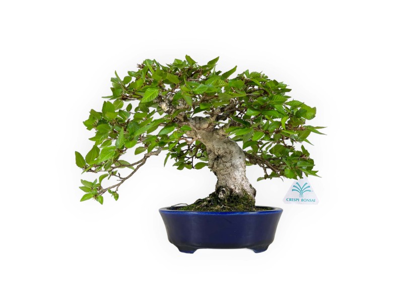Carpinus - Charme - 24 cm