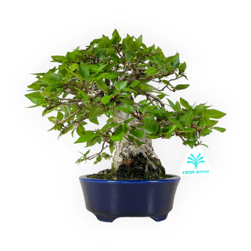 Carpinus - Carpino - 24 cm