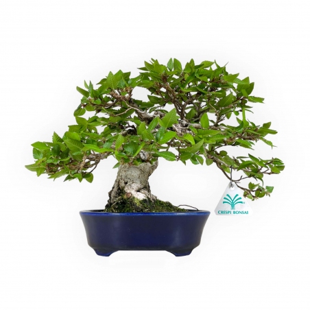 Carpinus - Charme - 24 cm