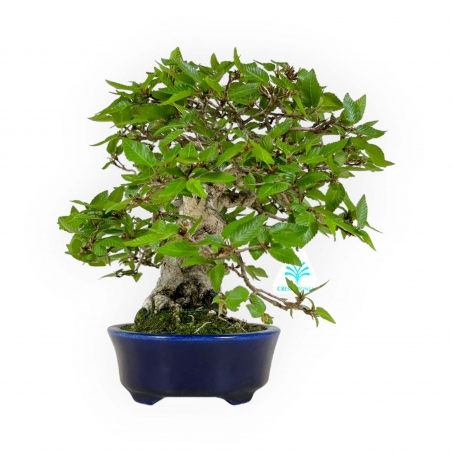 Carpinus - Charme - 24 cm