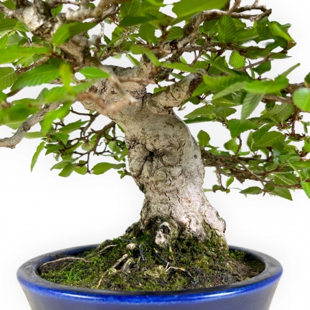 Carpinus - Hornbeam - 24 cm