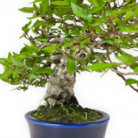 Carpinus - Hornbeam - 24 cm