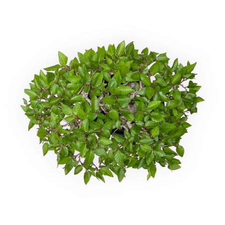 Carpinus - Hornbeam - 24 cm