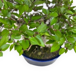 Carpinus - Carpino - 24 cm