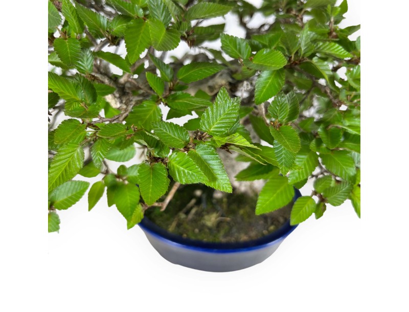 Carpinus - Charme - 24 cm