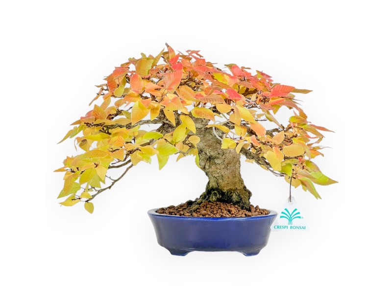 Carpinus - Hornbeam - 24 cm