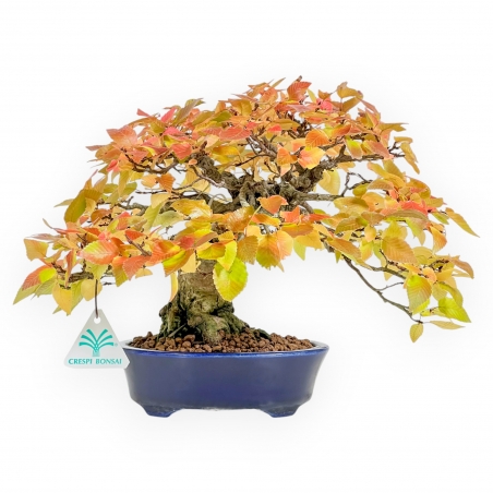 Carpinus - Hainbuche - 24 cm