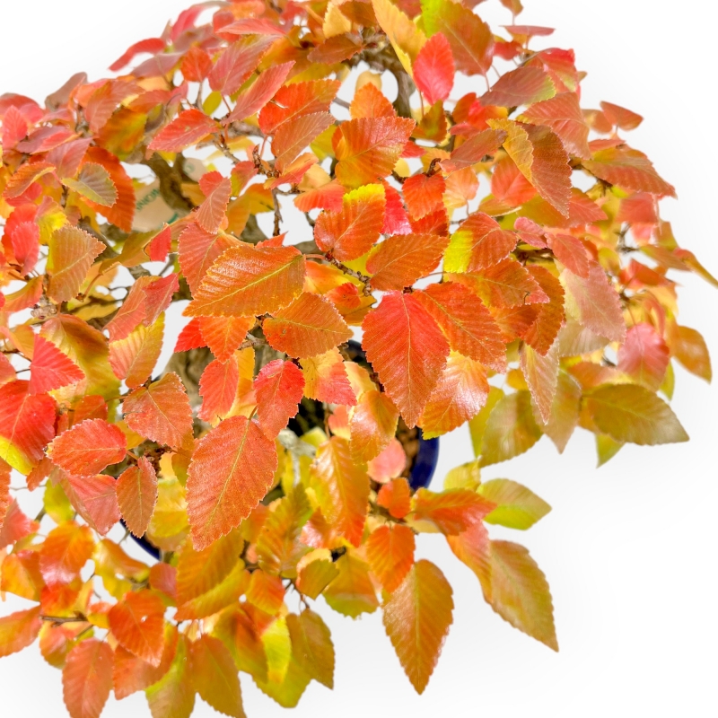 Carpinus - Carpe - 24 cm