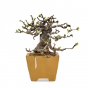 Pseudocydonia chinensis karin - Cotogno - 25 cm