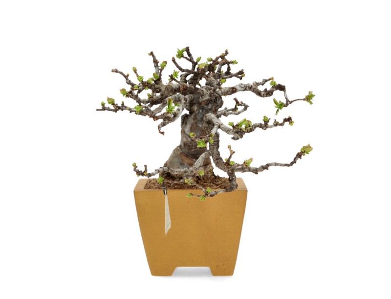 Pseudocydonia Chinensis Karin - Apple Tree - 28 cm