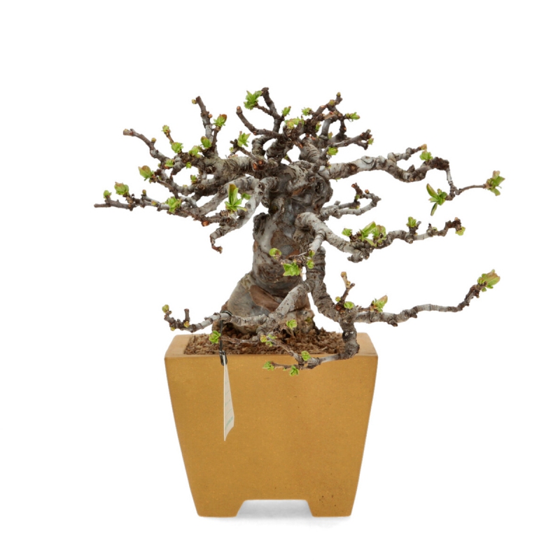 Pseudocydonia chinensis karin - Cotogno - 25 cm