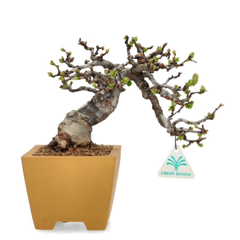 Pseudocydonia Chinensis Karin - Cotogno - 28 cm