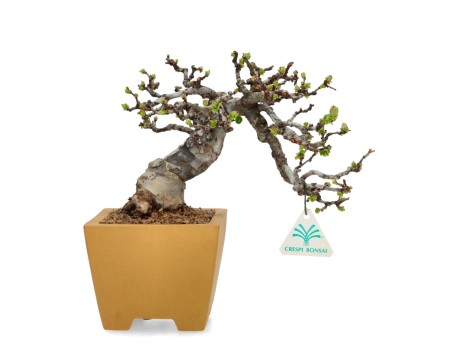 Pseudocydonia Chinensis Karin - Cotogno - 28 cm