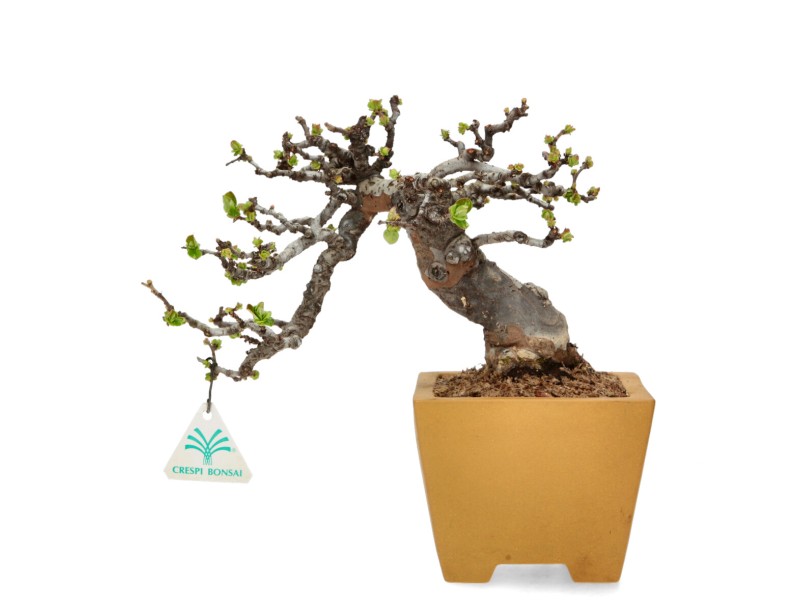 Pseudocydonia Chinensis Karin - Apple Tree - 28 cm