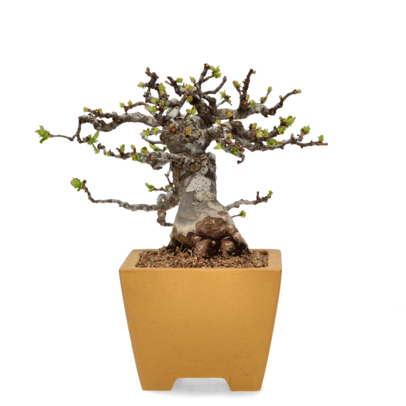 Pseudocydonia chinensis karin - Cotogno - 25 cm