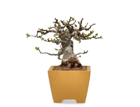 Pseudocydonia Chinensis Karin - Cognassier - 28 cm