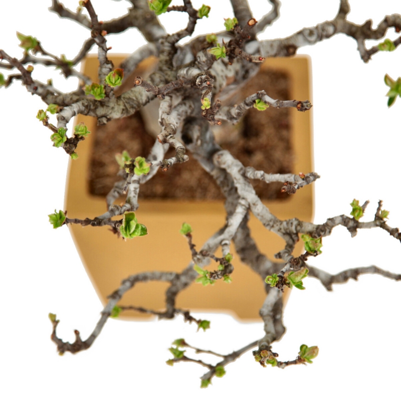 Pseudocydonia chinensis karin - Cotogno - 25 cm
