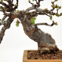Pseudocydonia chinensis karin - Cotogno - 25 cm