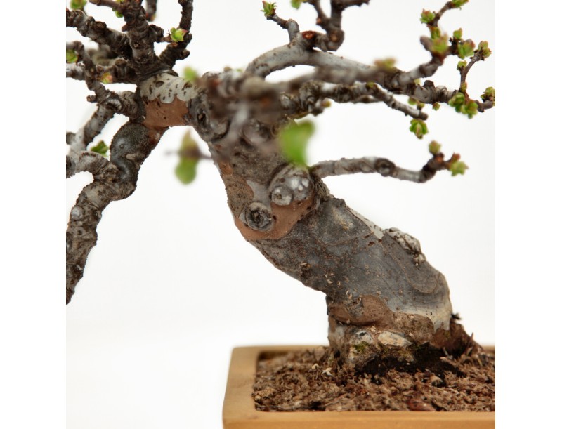 Pseudocydonia Chinensis Karin - Apple Tree - 28 cm