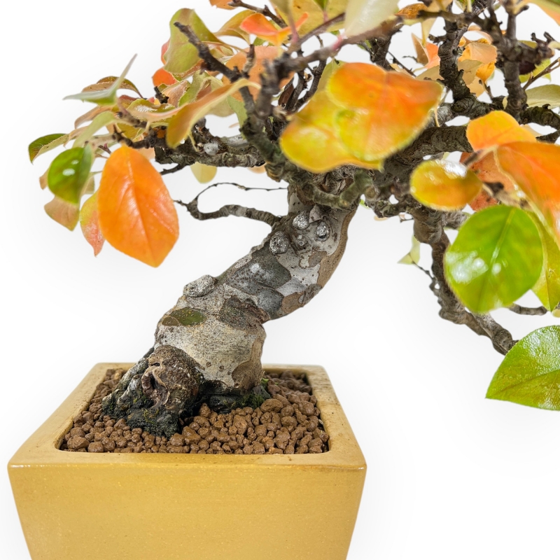 Pseudocydonia Chinensis Karin - Cotogno - 28 cm