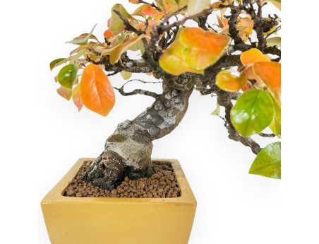 Pseudocydonia Chinensis Karin - Apple Tree - 28 cm