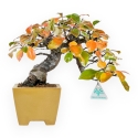 Pseudocydonia Chinensis Karin - Apple Tree - 28 cm
