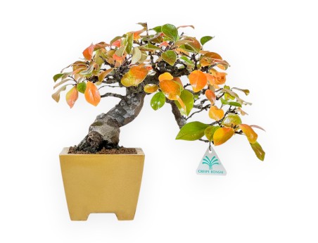 Pseudocydonia Chinensis Karin - Apple Tree - 28 cm