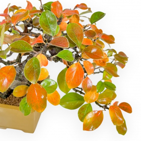 Pseudocydonia Chinensis Karin - Apple Tree - 28 cm