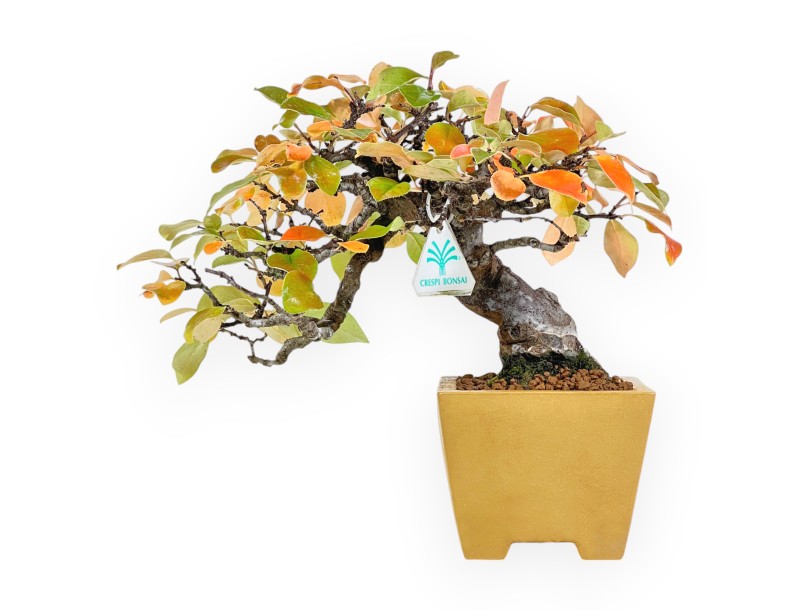 Pseudocydonia Chinensis Karin - Apple Tree - 28 cm