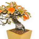 Pseudocydonia Chinensis Karin - Cotogno - 28 cm