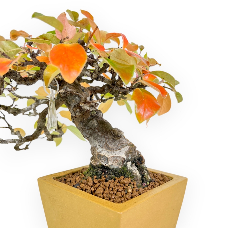 Pseudocydonia Chinensis Karin - Cotogno - 28 cm