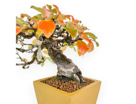 Pseudocydonia Chinensis Karin - Apple Tree - 28 cm