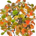 Pseudocydonia Chinensis Karin - Cotogno - 28 cm