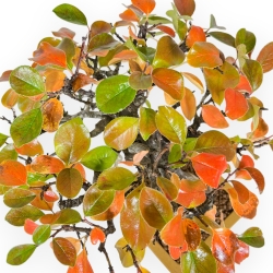 Pseudocydonia Chinensis Karin - Cotogno - 28 cm