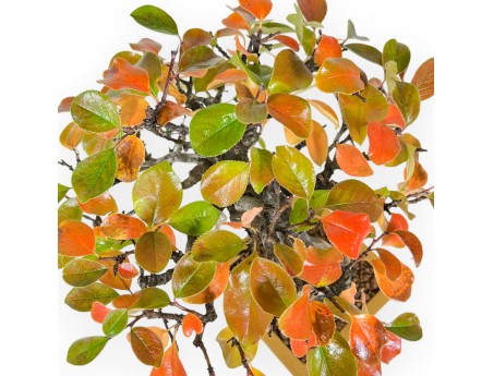 Pseudocydonia Chinensis Karin - Cognassier - 28 cm