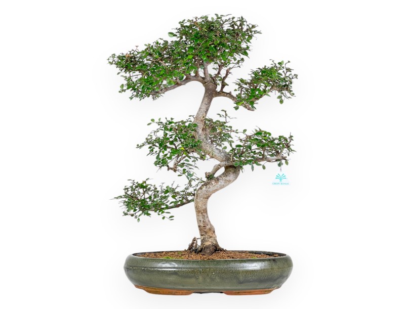 Zelkova Nire - Orme - 65 cm