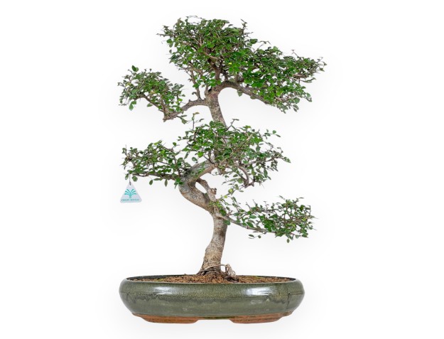 Zelkova Nire - Ulmen - 65 cm
