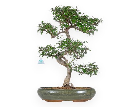 Zelkova Nire - Iep - 65 cm