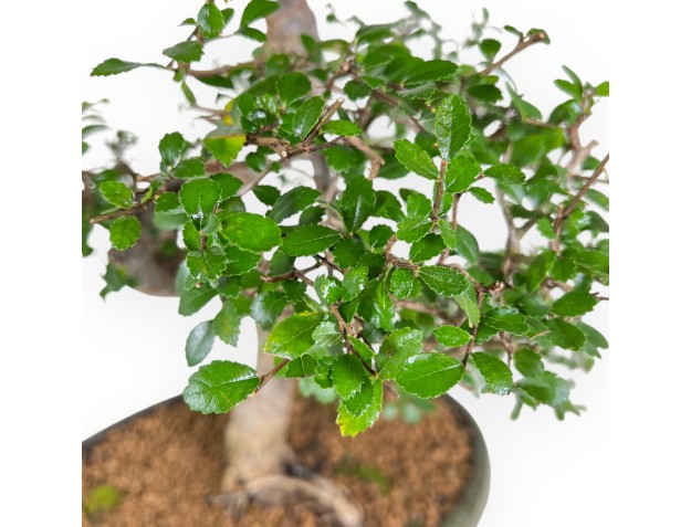 Zelkova Nire - Ulmen - 65 cm 2