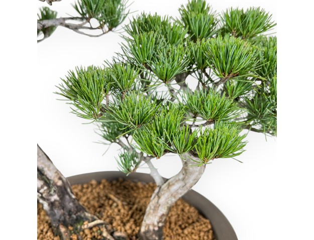 Pinus Pentaphylla - Kiefer - 57 cm 2