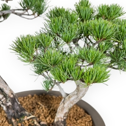 Pinus Pentaphylla - Pino a cinque aghi - 57 cm